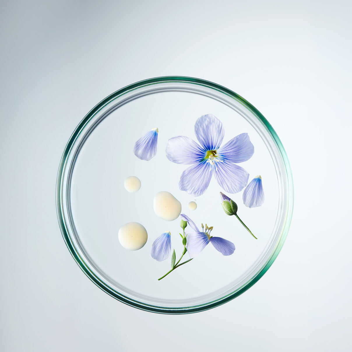 ABRY_PetridishFlax_V04_hpr
