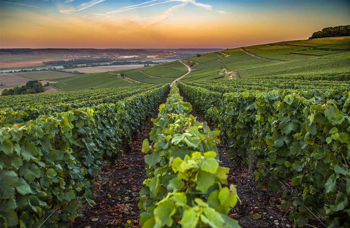 LOISIUM CHAMPAGNE Weinreben in der Champagne 