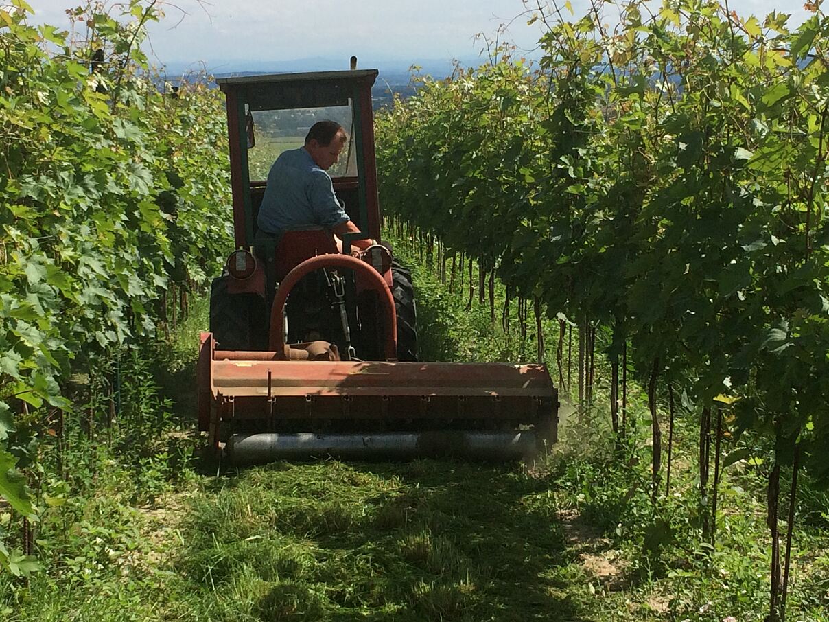 Bodenarbeit im Weingarten