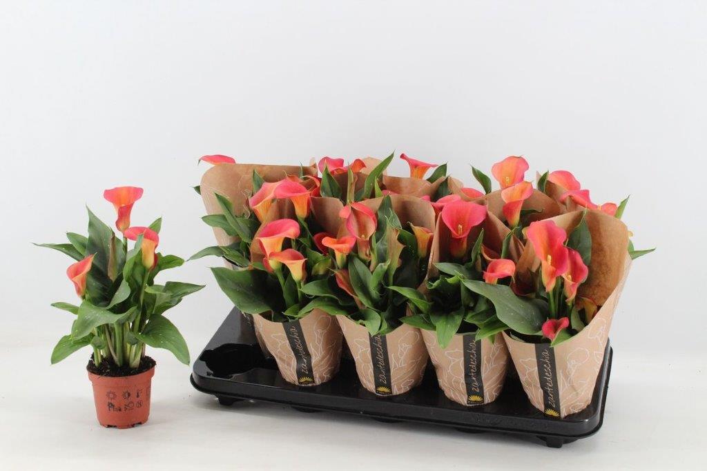 Salon Verde_Calla Serano
