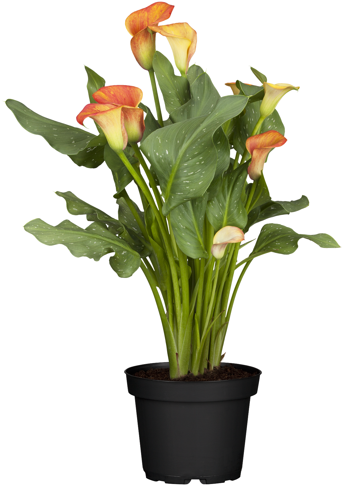 Salon Verde__Zantedeschia aethiopica, orange