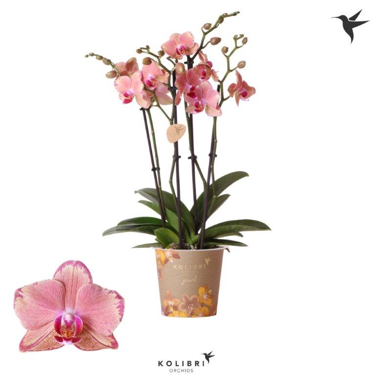 Salon Verde_Phalaenopsis Pirate Picotee