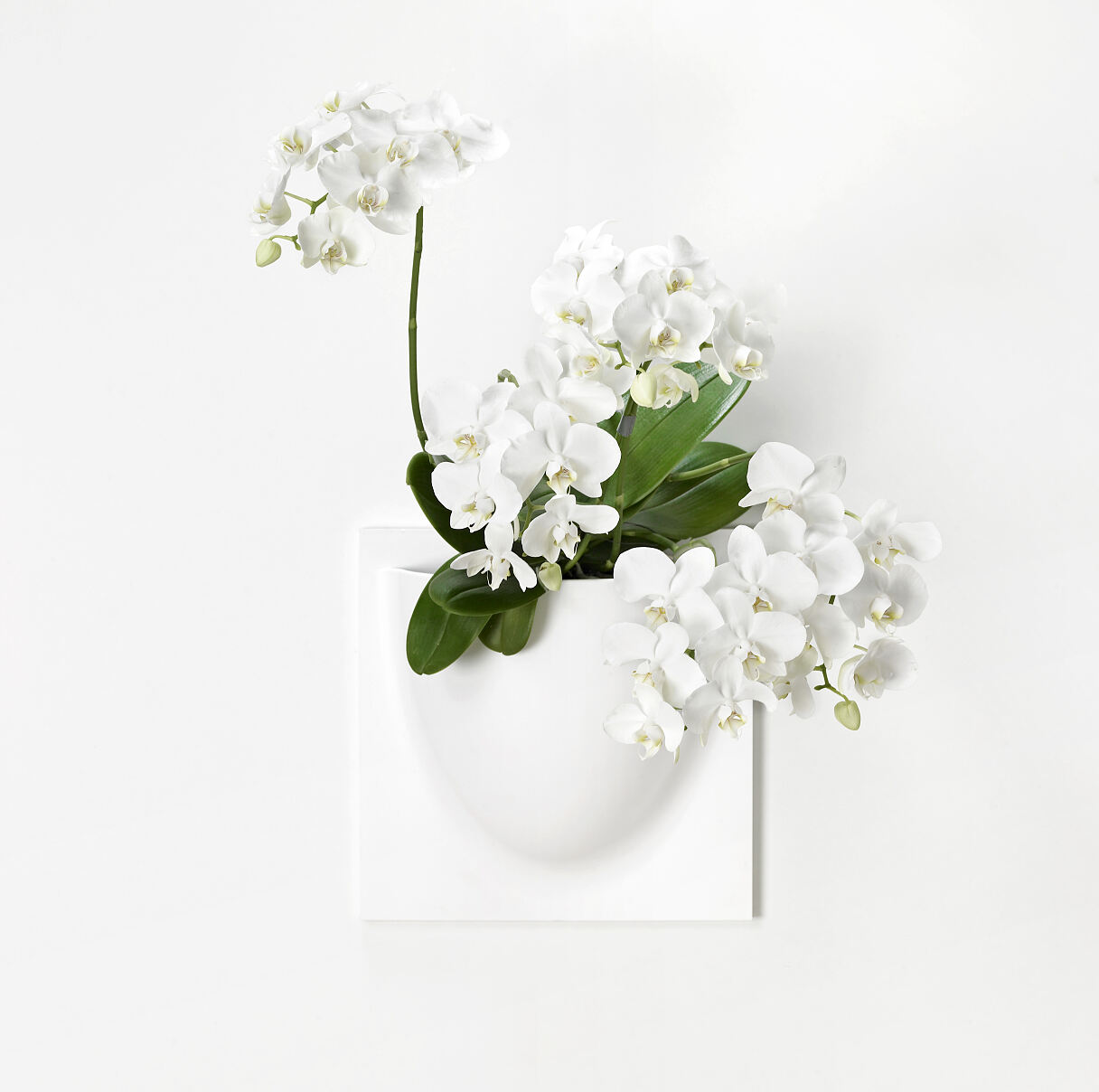 Salon Verde_White VertiPlants with orchid