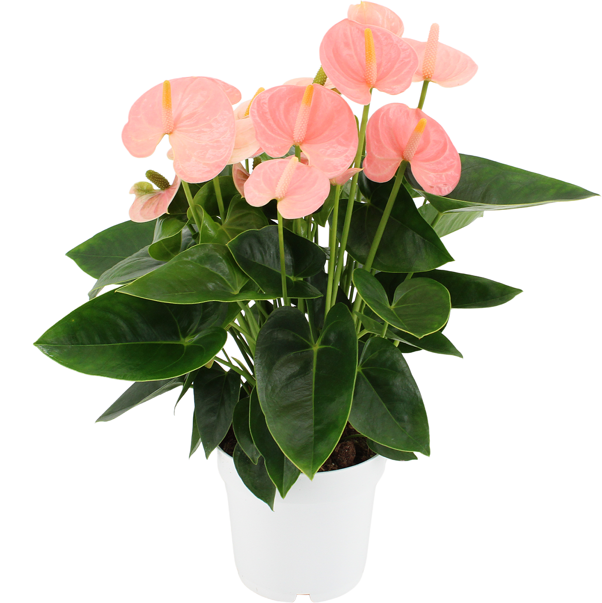 Anthurium andreanum Spirit 14cm 2