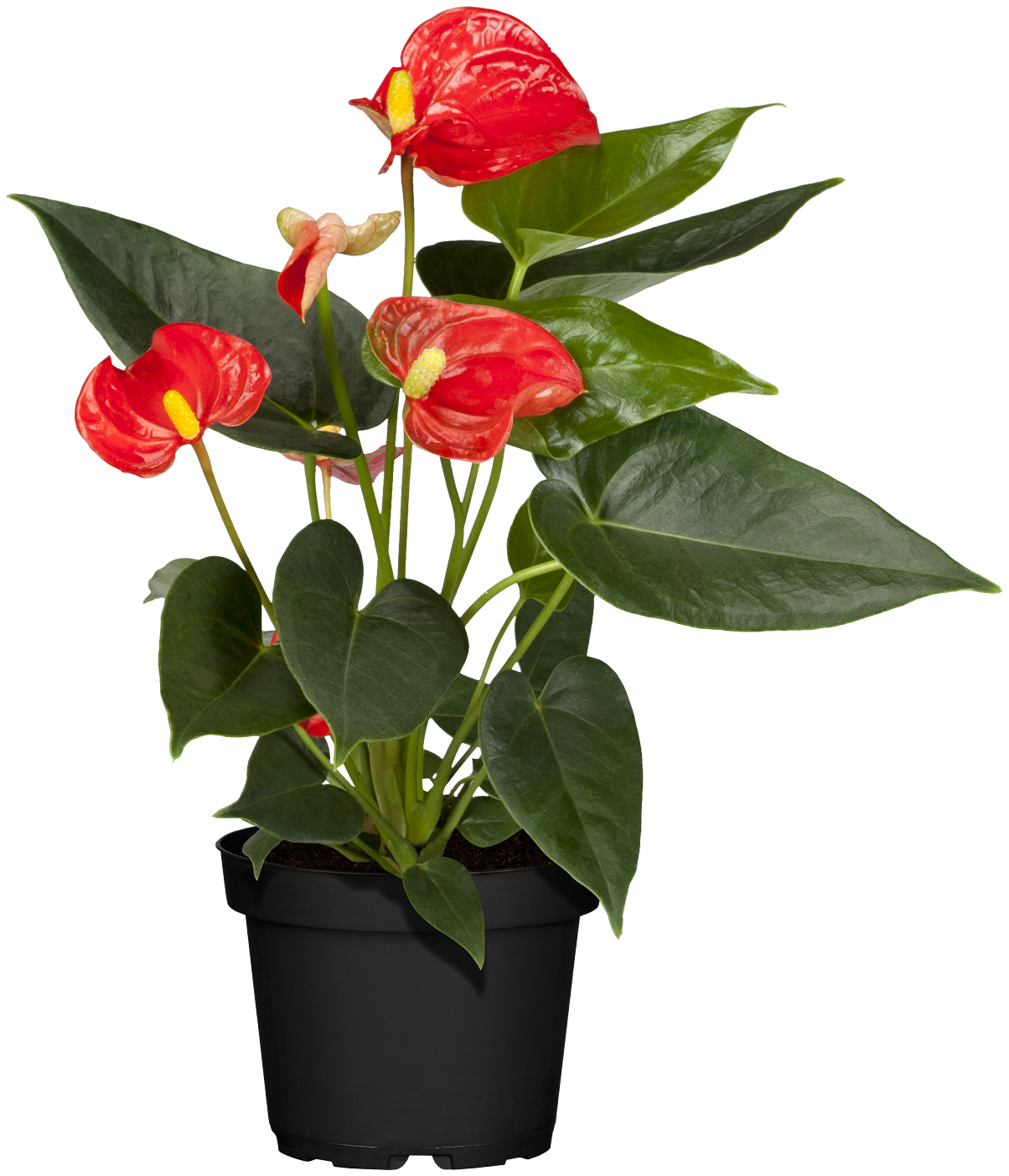 Salon Verde _Anthurium x andreanum, rot_