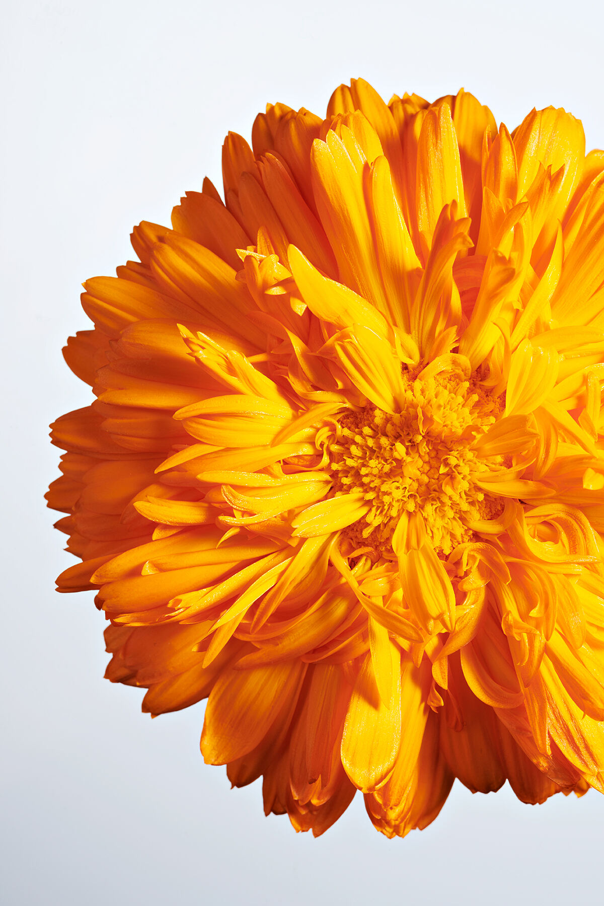 WELEDA_Baby Calendula_Visual