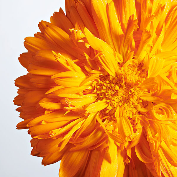 WELEDA_Baby Calendula_Visual